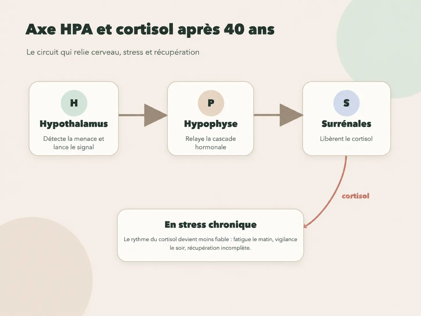 Schéma de l'axe HPA et de la production de cortisol chez la femme après 40 ans. Emplacement : après la section sur l'axe HPA et le rythme du cortisol.