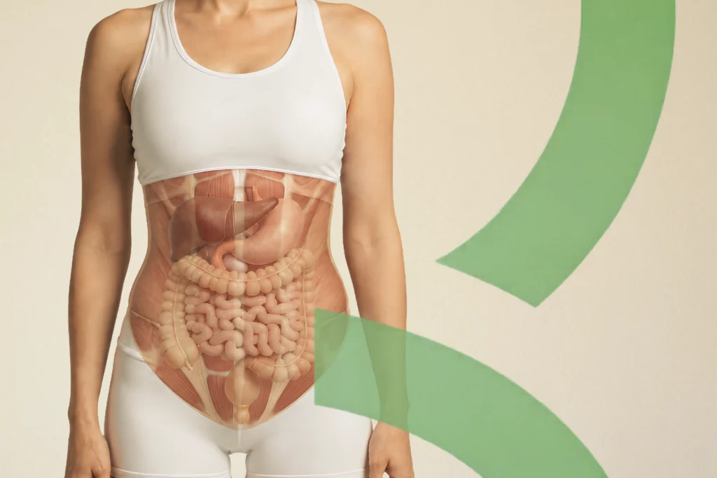 image digestion et abdominaux profonds