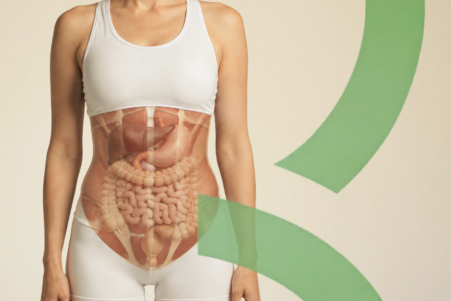 image digestion et abdominaux profonds